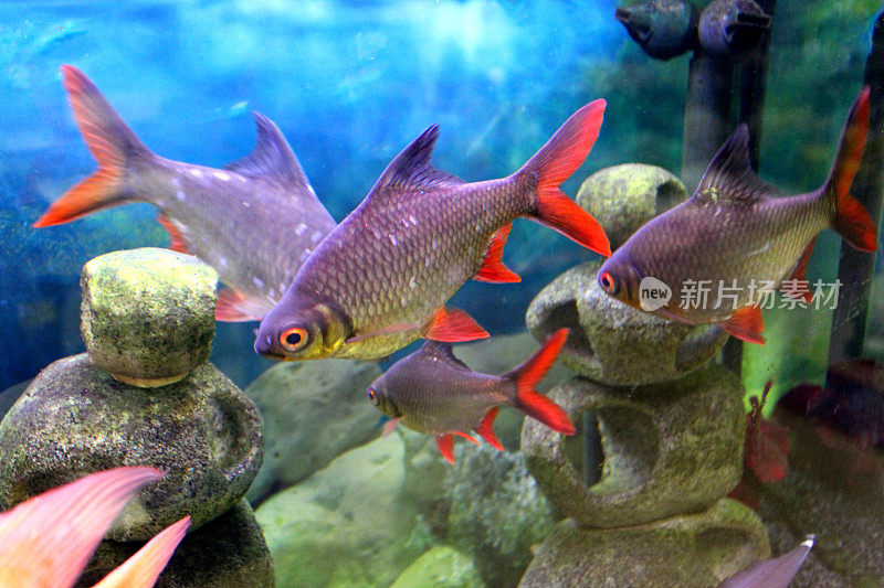 热带鱼缸/水族馆的大型锡箔倒钩图片